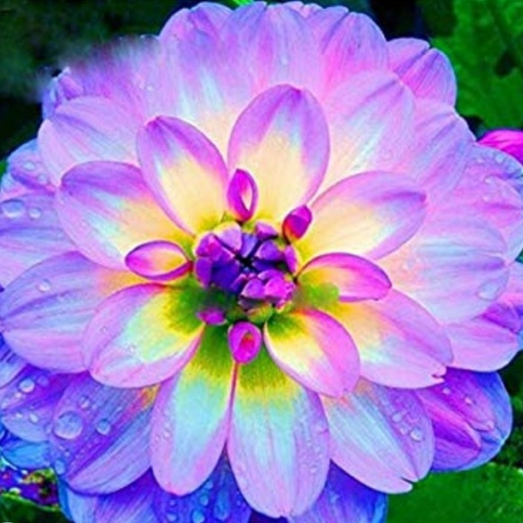 Meet your Posher, Ceci - Picture 1 of 1